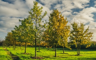 quercus robur_DSC0262-Edit