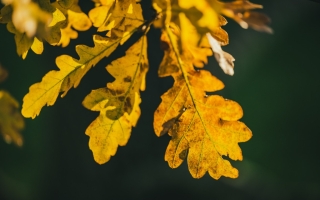 quercus robur_DSC5550