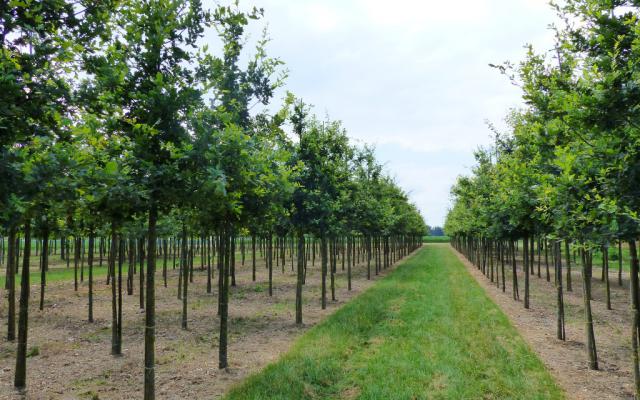 Quercus robur