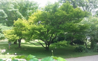 Acer palmatum meerstammig3