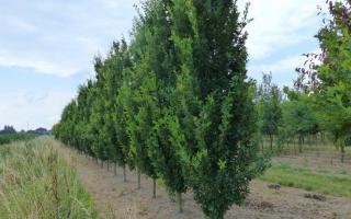 Quercus robur 'Fastigiata koster' 20-25