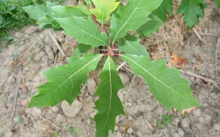 Quercus rubra blad