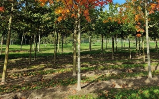 Quercus rubra