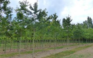 Quercus rubra 25-30