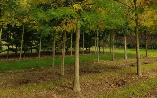 Styphnolobium japonicum (2)