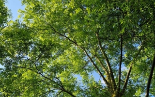 Styphnolobium japonicum (3)