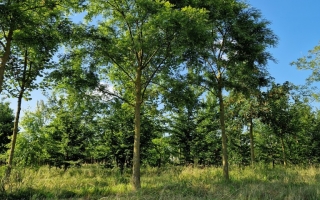 Styphnolobium japonicum (4)