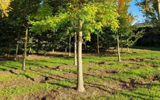 Styphnolobium japonicum 40-45