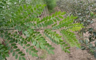 Styphnolobium japonicum blad