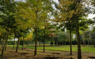 Styphnolobium japonicum