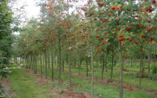 Sorbus aucuparia 20-25