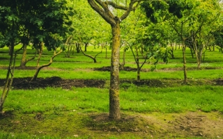 Sorbus torminalis