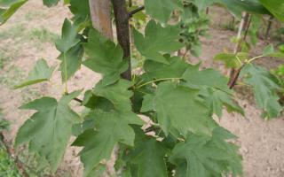 Sorbus torminalis