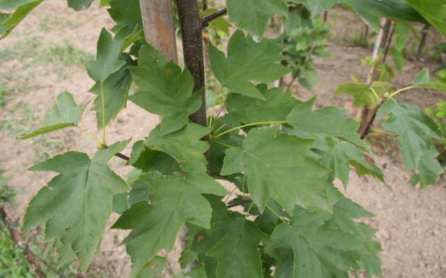 Sorbus torminalis