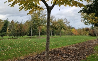 Tilia cordata (2)