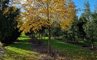 tilia cordata