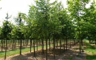 Tilia cordata 25-30