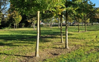Tilia platyphyllos 40-45