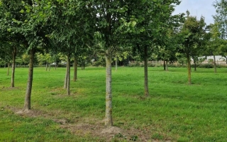 Tilia platyphyllos 45-50