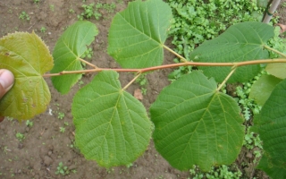 Tilia platyphyllos blad