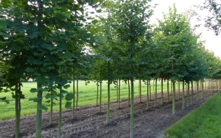 Tilia platyphyllos