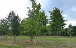 Tilia platyphyllos 30-35