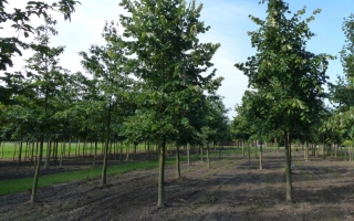 Tilia tomentosa (2)