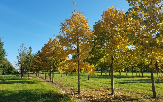 Tilia tomentosa