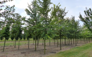 Ulmus laevis 30-35