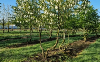 Davidia involucrata