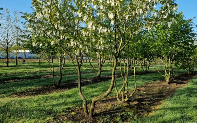 Davidia involucrata