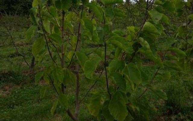 Magnolia dentata 'Yellow River'