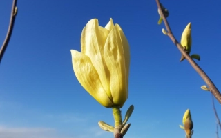 Magnolia denudata 'Yellow River'