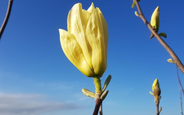 Magnolia dentata 'Yellow River'
