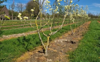 Magnolia denudata 'Yellow river' (2)