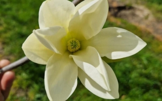 Magnolia denudata 'Yellow river' (3)