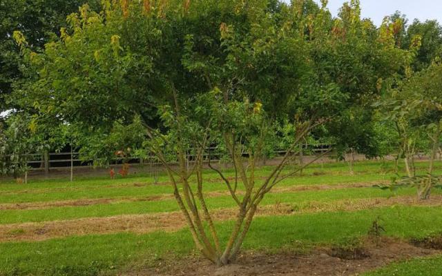 Acer tataricum 'ginnala'