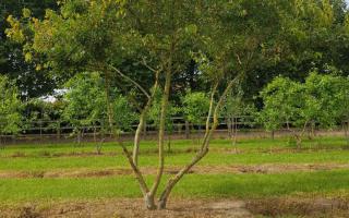 Acer tataricum ginnala nr395