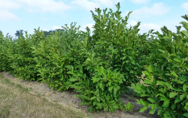 Magnolia loebneri 'Merril'
