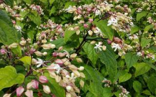 Clerodendrum trichotomum 'Fargesii' bloei