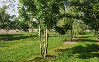 Acer saccharum 500-600