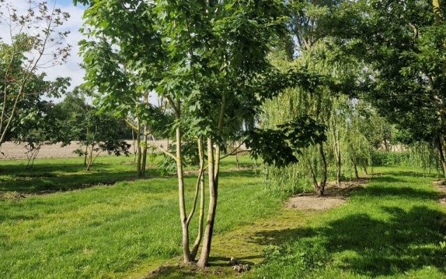 Acer saccharum