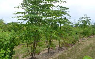 Aralia elata meerstammig 300-350