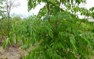 Aralia elata blad