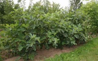Ficus carica