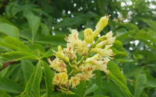 Aesculus glabra bloei