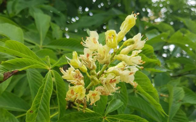 Aesculus glabra