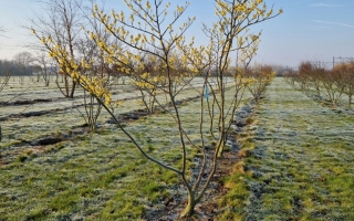 Hamamelis intermedia 'Arnold Promise