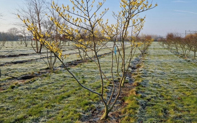 Hamamelis intermedia 'Arnold Promise'