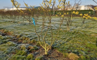 Hamamelis intermedia 'Arnold Promise'
